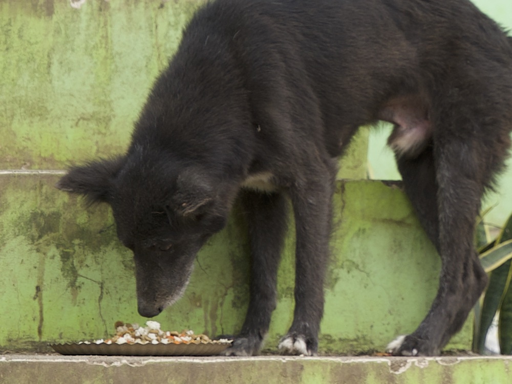 Stray Feeding Program